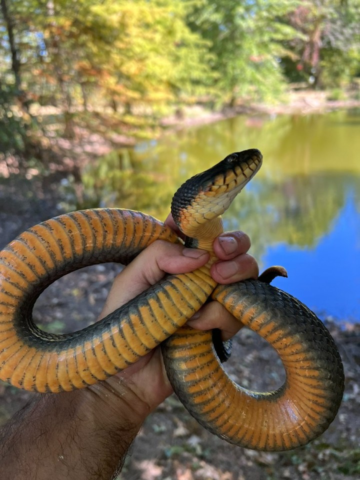 Plainbelly Water Snake